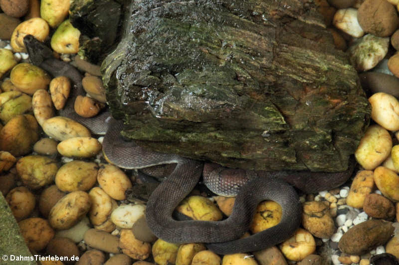 Jack's Water Snake (Homalopsis mereljcoxi)