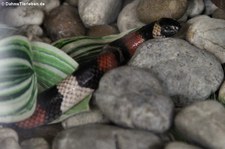 Mexikanische Milchschlange (Lampropeltis annulata) im Queen Saovabha Memorial Institute in Bangkok, Thailand