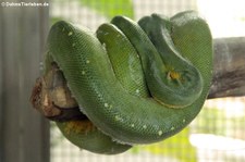 Grüner Baumpython (Morelia viridis) im Queen Saovabha Memorial Institute in Bangkok, Thailand