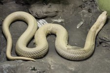 Albino-Monokelkobra (Naja kaouthia) im Queen Saovabha Memorial Institute in Bangkok, Thailand