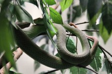 Weisslippen-Bambusotter (Trimeresurus albolabris) im Queen Saovabha Memorial Institute in Bangkok, Thailand