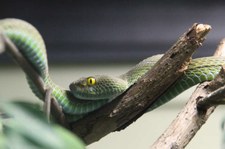 Grossaugen-Bambusotter (Trimeresurus macrops) im Queen Saovabha Memorial Institute in Bangkok, Thailand