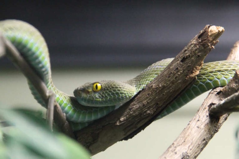 Trimeresurus macrops