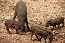 Indische Wildschweine (Sus scrofa cristatus) in Kanchanaburi, Thailand