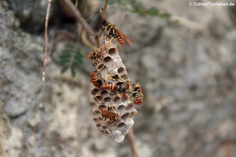 Mischocyttarus mexicanus cubicola