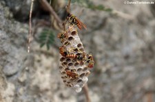 Papierwespen (Mischocyttarus mexicanus cubicola) auf Saint Croix, United States Virgin Islands (USVI)