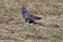 Columba livia f. domestica