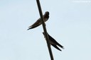 Hirundo rustica rustica