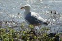 Larus argentatus argenteus