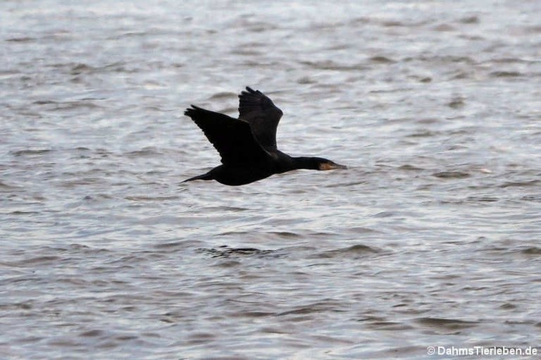 Phalacrocorax carbo sinensis