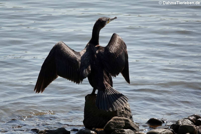 Phalacrocorax carbo sinensis