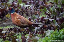 Männlicher Fasan (Phasianus colchicus) in Graurheindorf