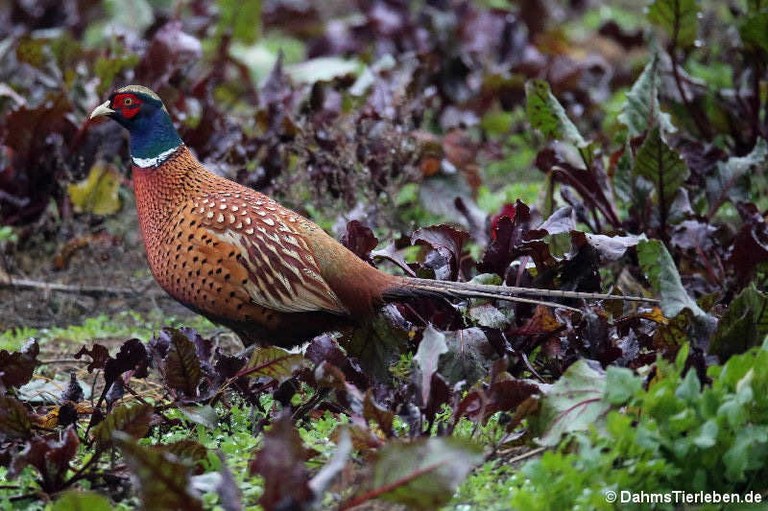 Phasianus colchicus