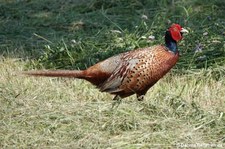 Männlicher Fasan (Phasianus colchicus) in Graurheindorf