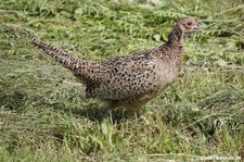 Weiblicher Fasan (Phasianus colchicus) in Graurheindorf