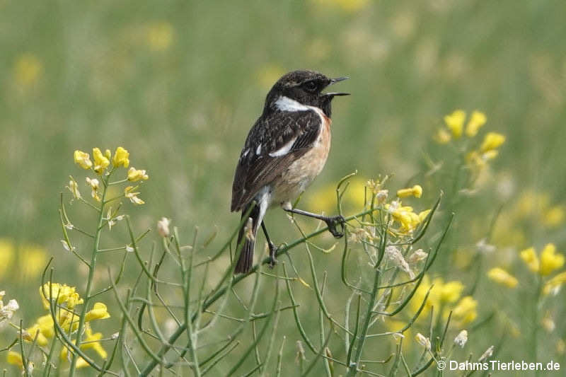 Saxicola rubicola rubicola