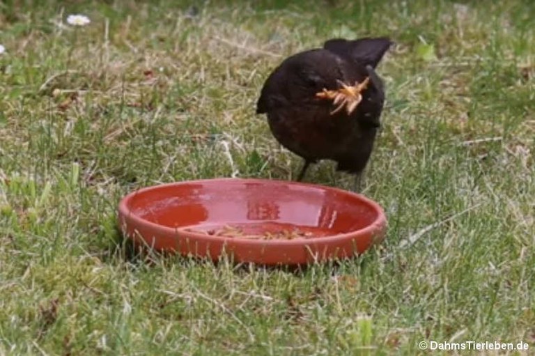 amsel.jpg