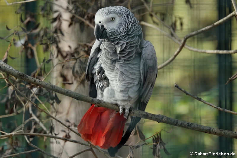 Psittacus erithacus