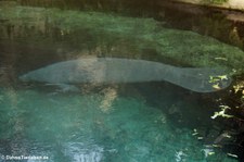 Karibik-Manati (Trichechus manatus) in Burgers' Zoo, Arnheim