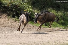 Östliche Weißbartgnus (Connochaetes taurinus albojubatus) im Burgers' Zoo, Arnheim