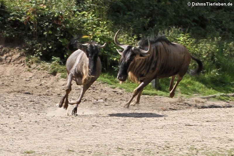 Östliches Weißbartgnus (Connochaetes taurinus albojubatus)