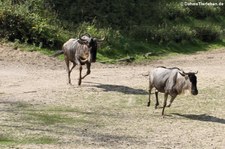 Östliche Weißbartgnus (Connochaetes taurinus albojubatus) im Burgers' Zoo, Arnheim