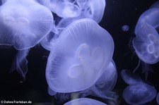 Pazifische Ohrenquallen (Aurelia labiata) im Aquarium Berlin