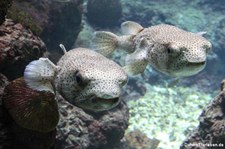 Gepunktete Igelfische (Diodon hystrix) im Aquarium Köln