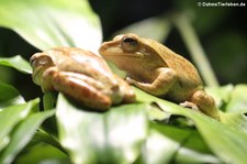 Großkopf-Ruderfrösche (Polypedates megacephalus) im Aquarium Berlin