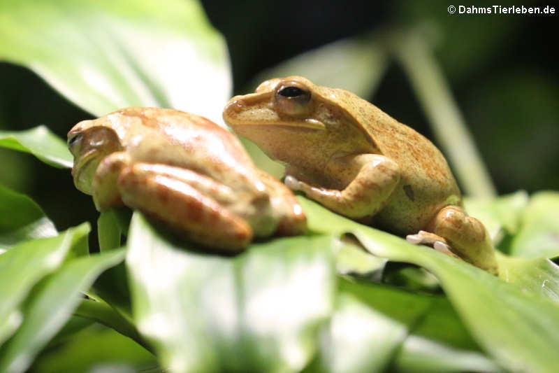 Großkopf-Ruderfrösche (Polypedates megacephalus)