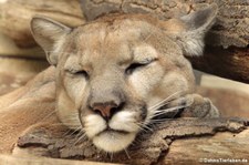 Nordamerikanischer Puma (Puma concolor couguar) im Tierpark Berlin. Alle nordamerikanischen Populationen wurden zu einer Unterart zusammengefasst, so auch dieses ursprünglich als Montana Puma (Puma concolor missoulensis) bezeichnete Exemplar.