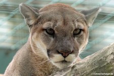 Nordamerikanischer Puma (Puma concolor couguar) im Tierpark Berlin. Alle nordamerikanischen Populationen wurden zu einer Unterart zusammengefasst, so auch dieses ursprünglich als Montana Puma (Puma concolor missoulensis) bezeichnete Exemplar.