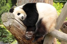 Großer Panda (Ailuropoda melanoleuca) im Zoo Berlin