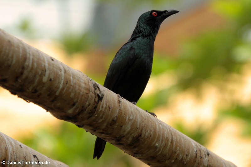 Malaienstar (Aplonis panayensis)