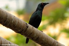 Malaienstar (Aplonis panayensis) im Zoo Berlin