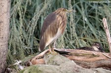 Paddyreiher (Ardeola grayii) im Zoo Berlin