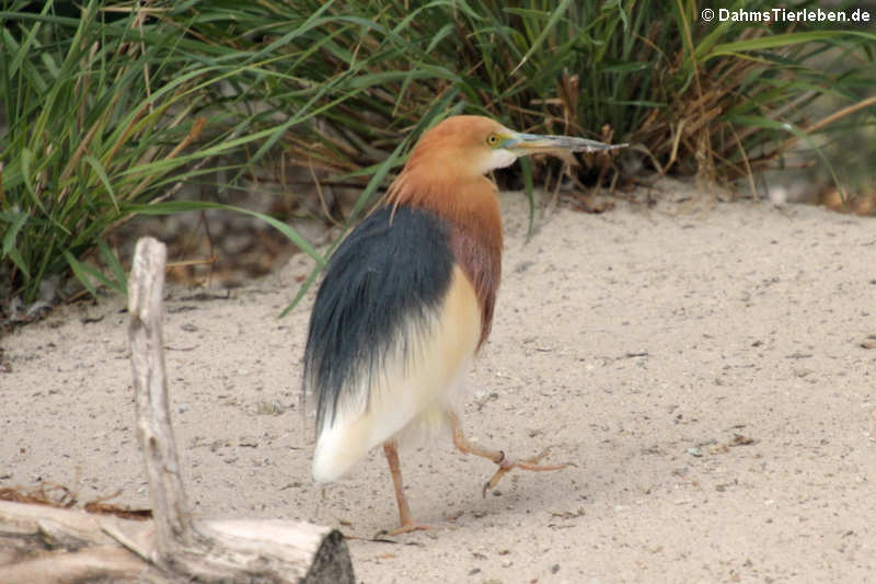 Paddyreiher (Ardeola grayii)