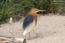 Paddyreiher (Ardeola grayii) im Zoo Berlin