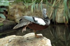 Weißflügelente (Asarcornis scutulata) im Zoo Berlin