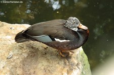 Weißflügelente (Asarcornis scutulata) im Zoo Berlin