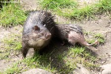 Westafrikanischer Quastenstachler (Atherurus africanus) im Zoo Berlin