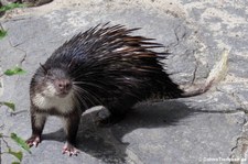 Westafrikanischer Quastenstachler (Atherurus africanus) im Zoo Berlin