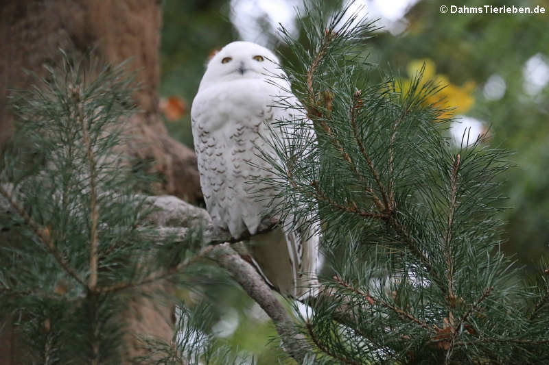 Schnee-Eule (Bubo scandiacus)