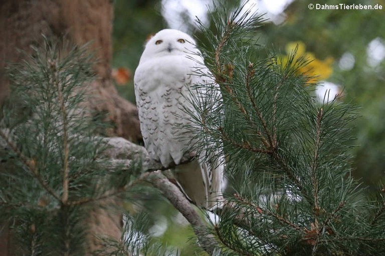 Bubo scandiacus