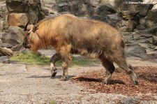 Sichuan-Takin (Budorcas taxicolor tibetana) im Zoo Berlin