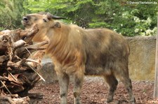 Sichuan-Takin (Budorcas taxicolor tibetana) im Zoo Berlin