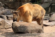 Sichuan-Takin (Budorcas taxicolor tibetana) im Zoo Berlin