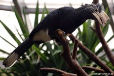 Silberwangenhornvogel (Bycanistes brevis) im Zoo Berlin