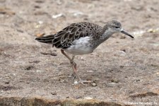 Kampfläufer (Calidris pugnax) im Zoo Berlin