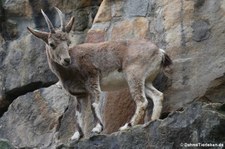 Sibirischer Steinbock (Capra sibirica) im Zoo Berlin